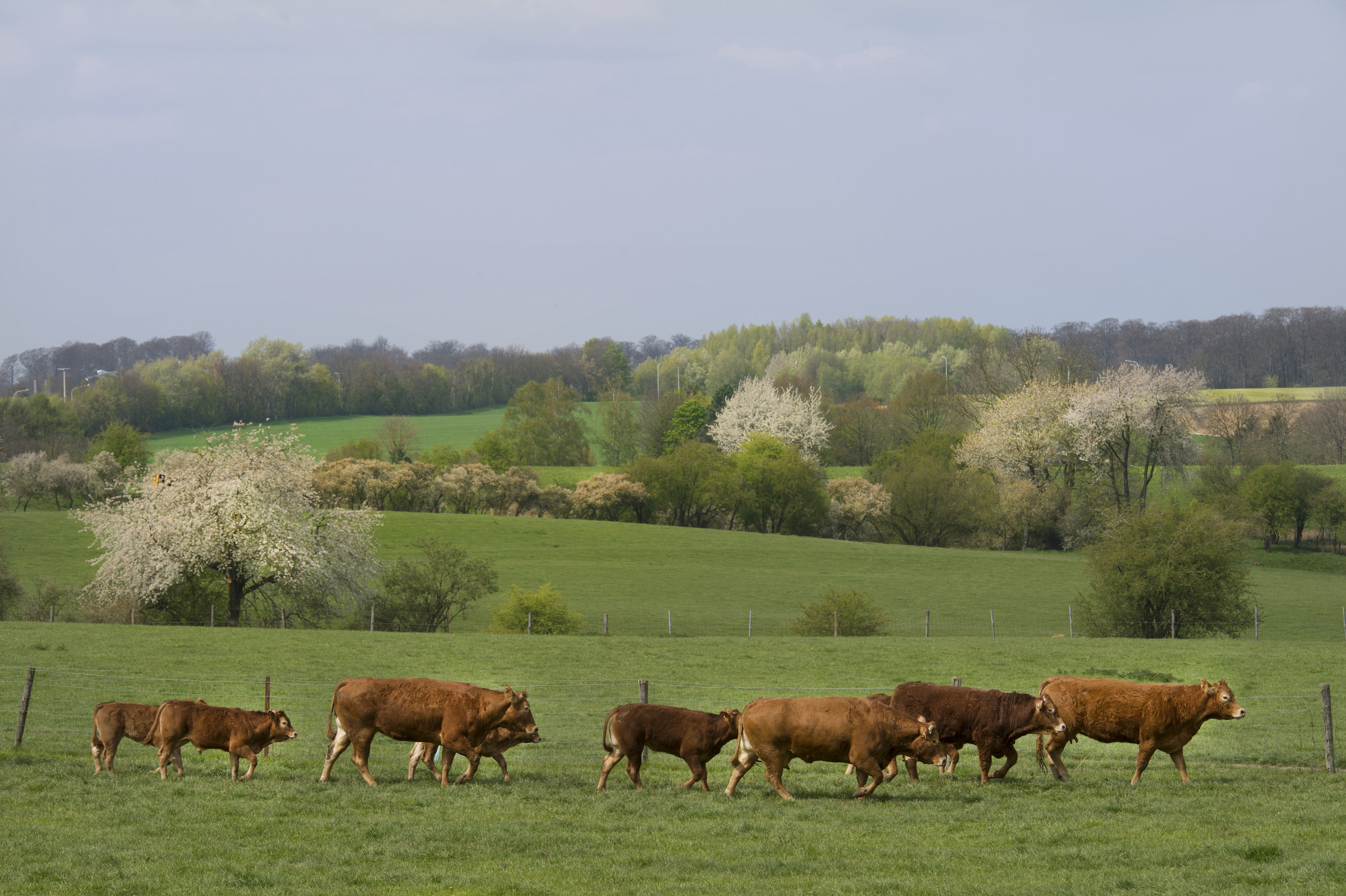 agricultures