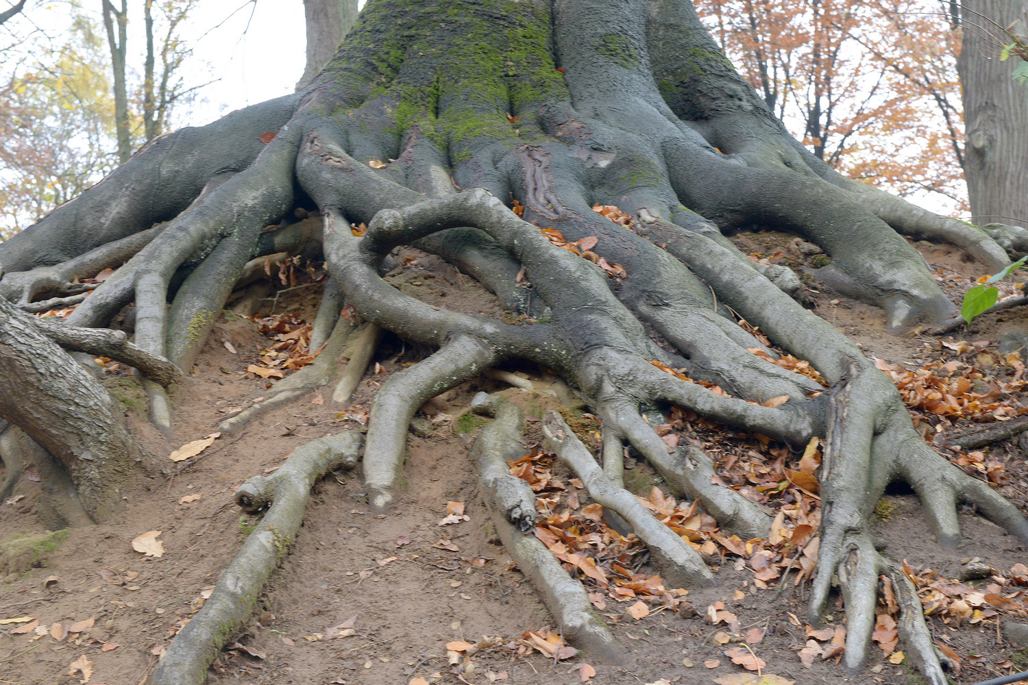 Arbre de l'année 2018