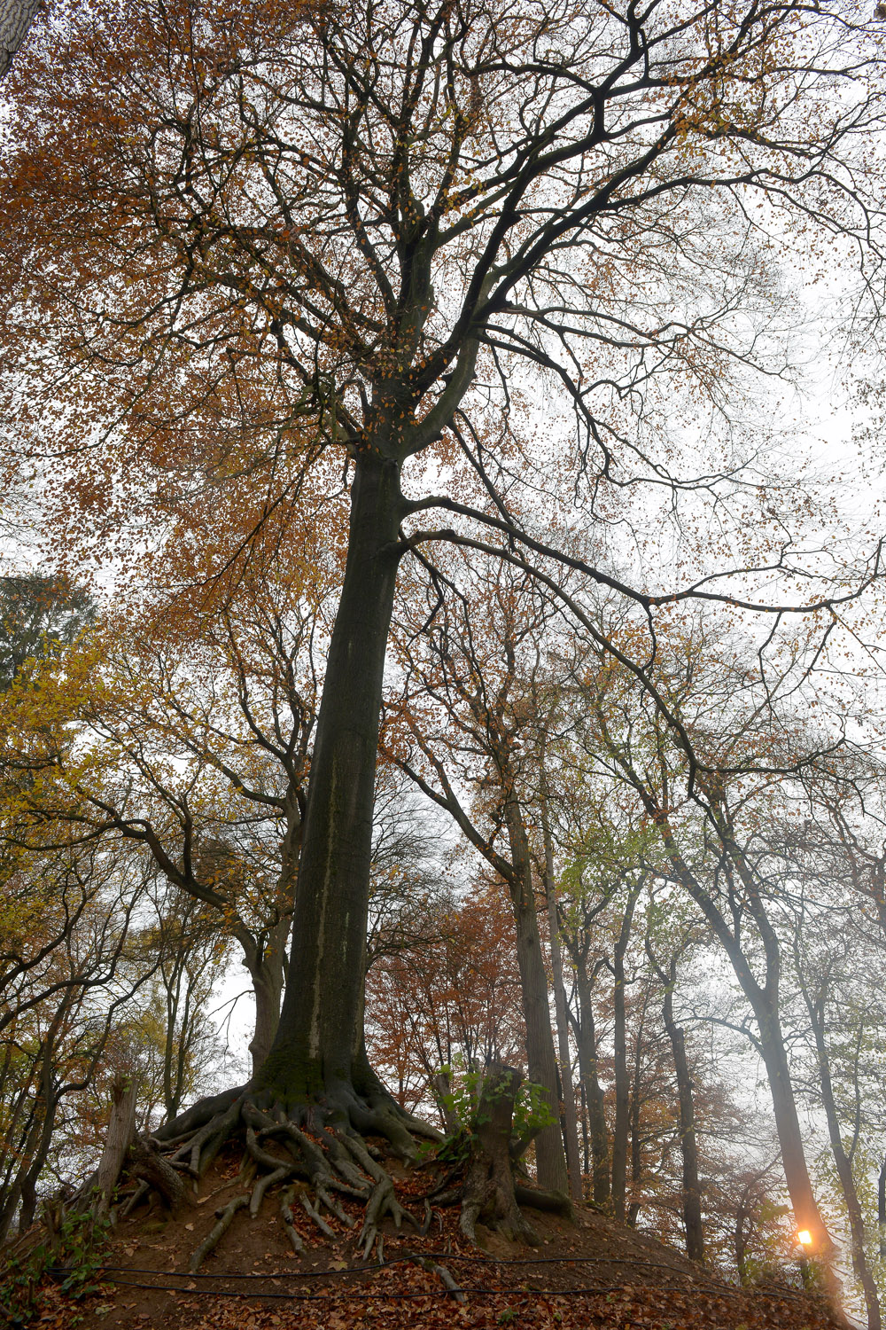 Arbre de l'année 2018