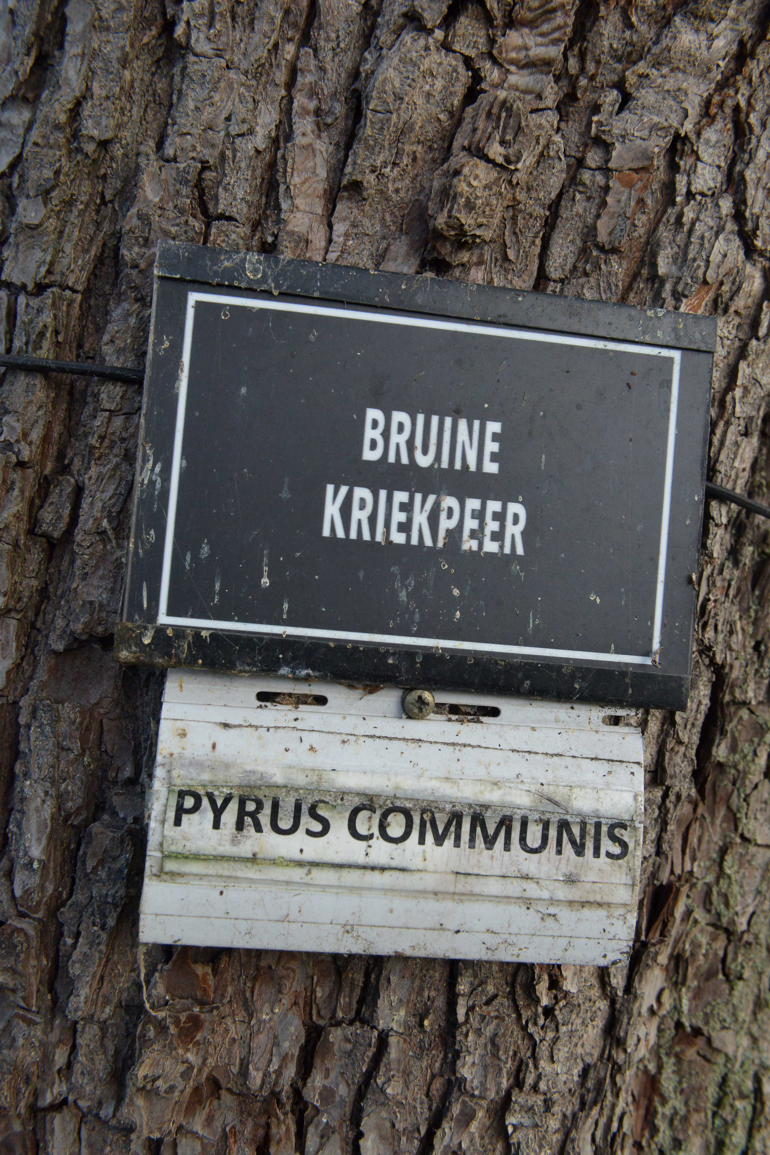 Kriekpeer